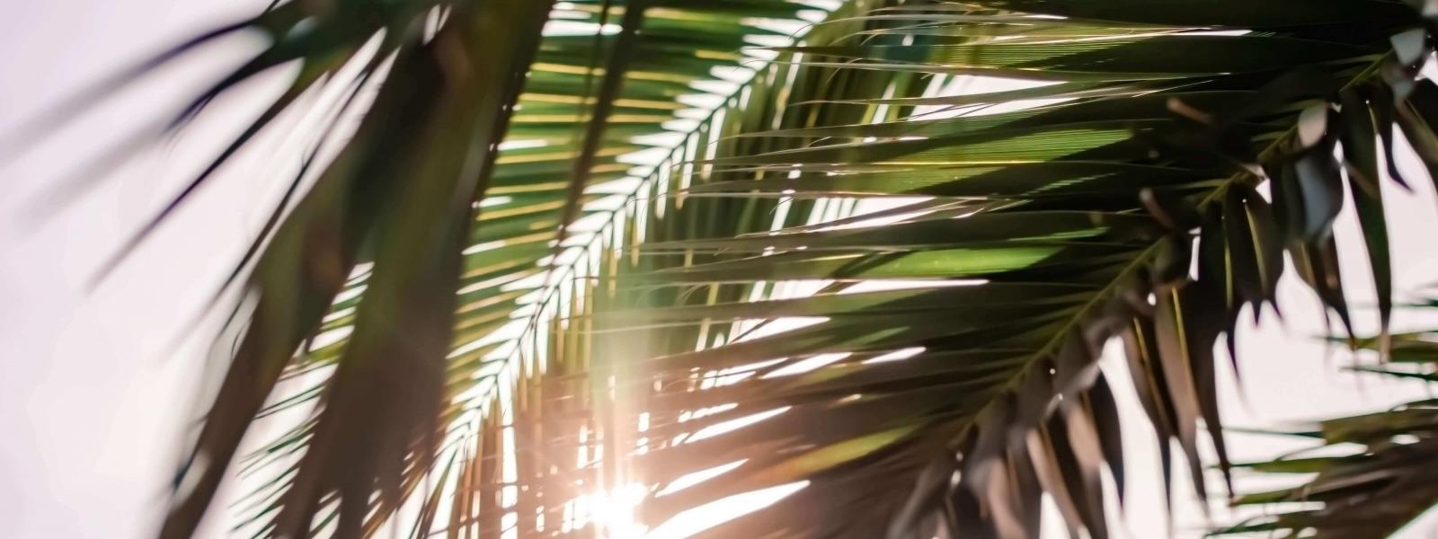 En palm där solen syns mellan palmbladen