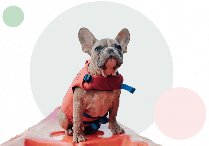 Hund sitter på båt med flytväst