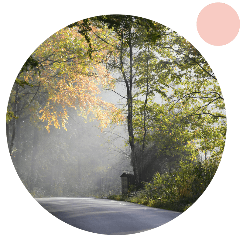 En icke trafikerad väg i skogen