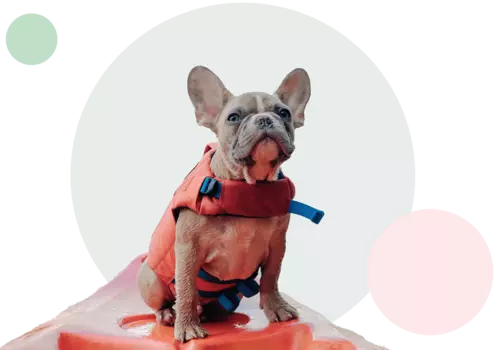Hund sitter på båt med flytväst