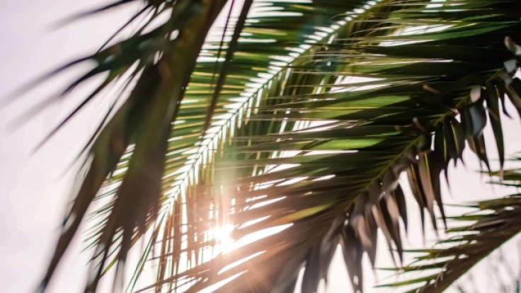 En palm där solen syns mellan palmbladen