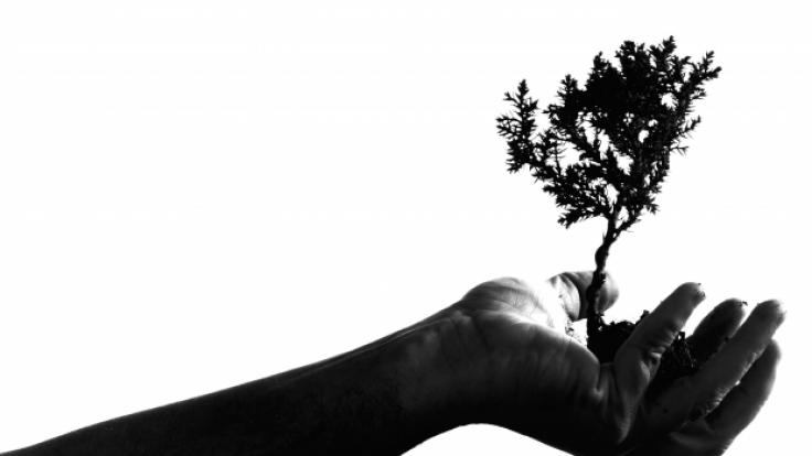 Hand med träd